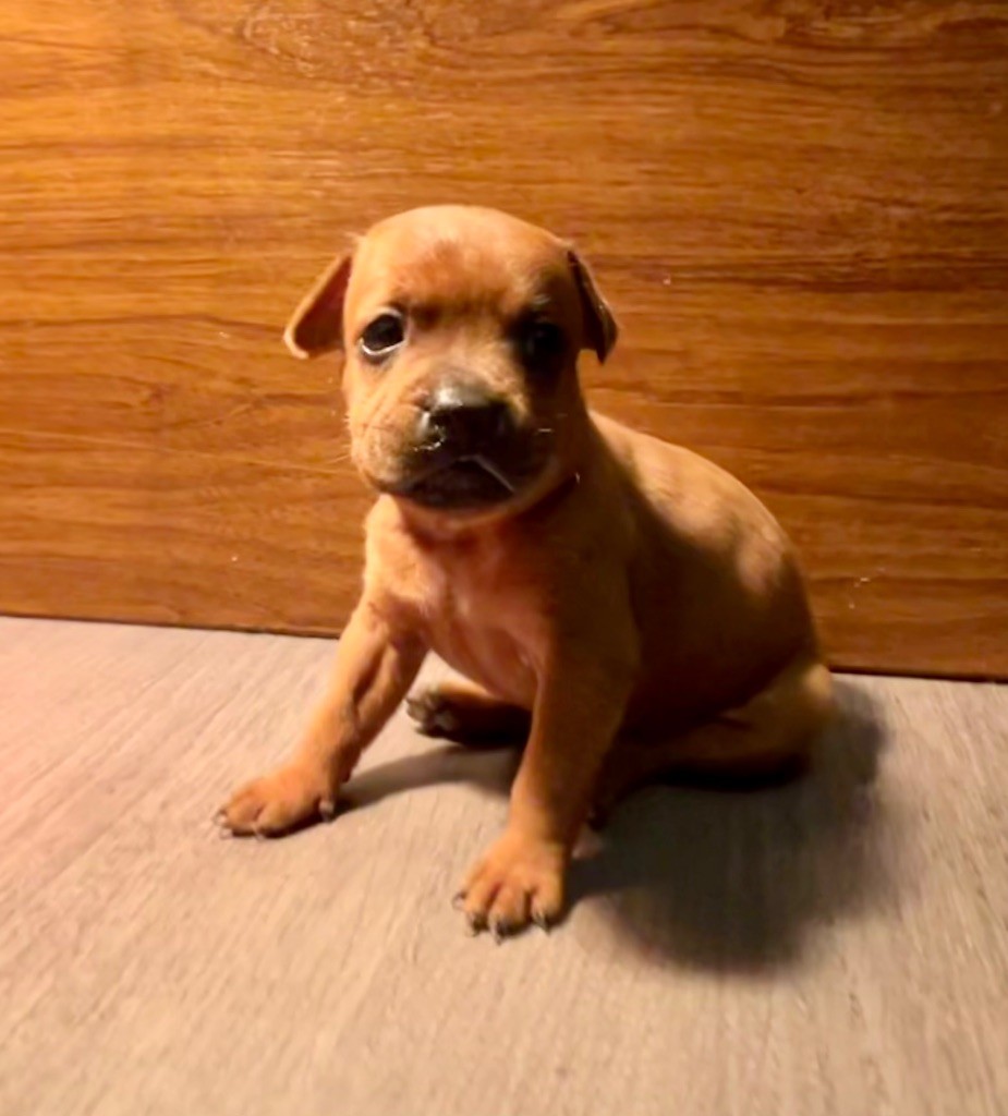 Guardian Angel Of Siddick - Chiot disponible  - Staffordshire Bull Terrier
