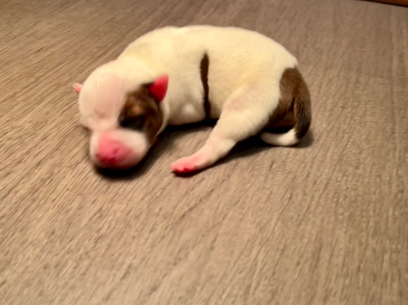 Guardian Angel Of Siddick - Chiots disponibles - Staffordshire Bull Terrier