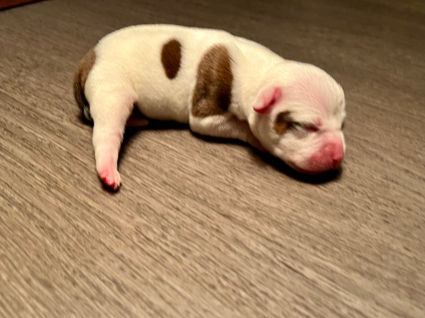Guardian Angel Of Siddick - Chiots disponibles - Staffordshire Bull Terrier