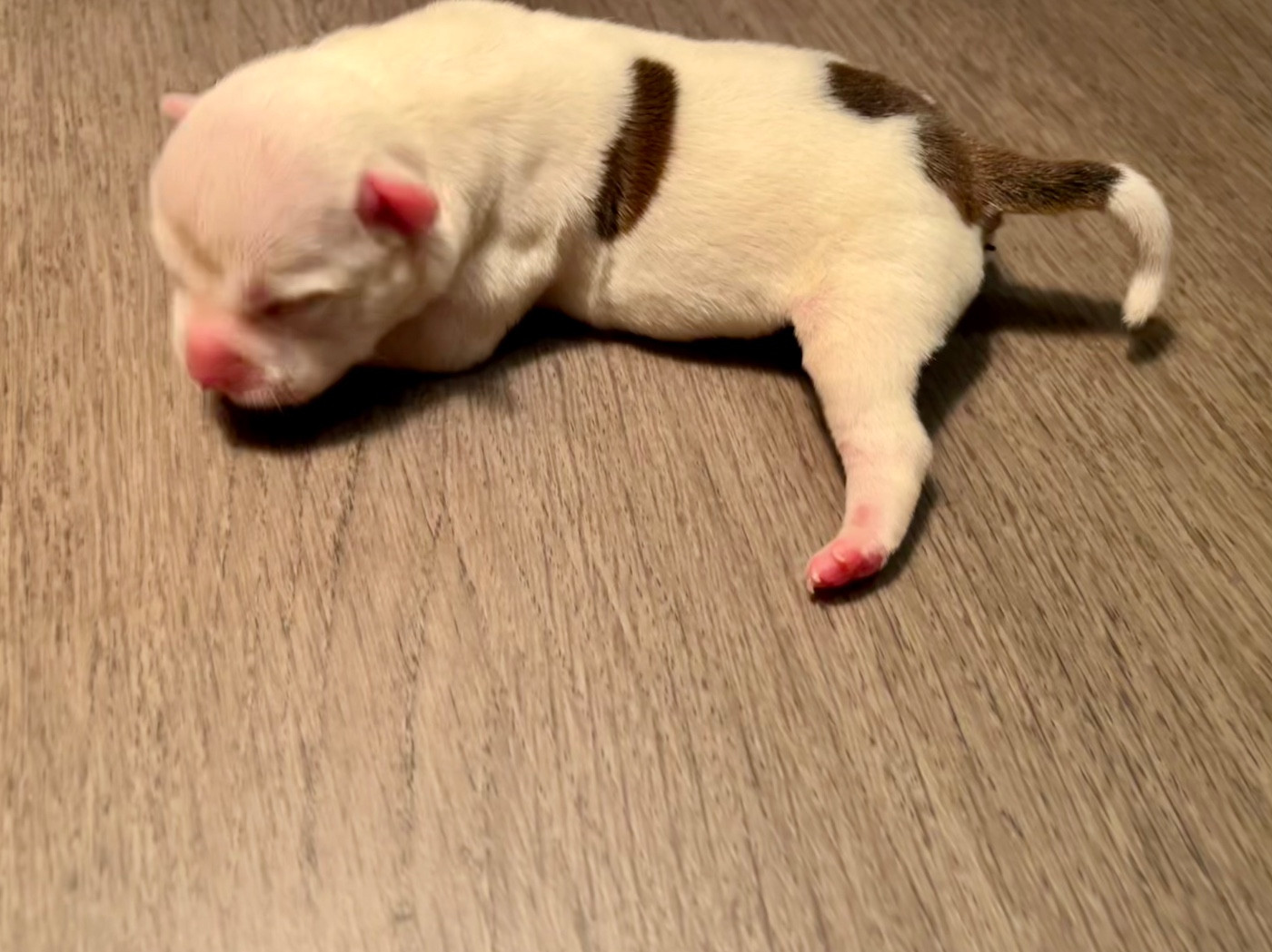 Guardian Angel Of Siddick - Chiots disponibles - Staffordshire Bull Terrier