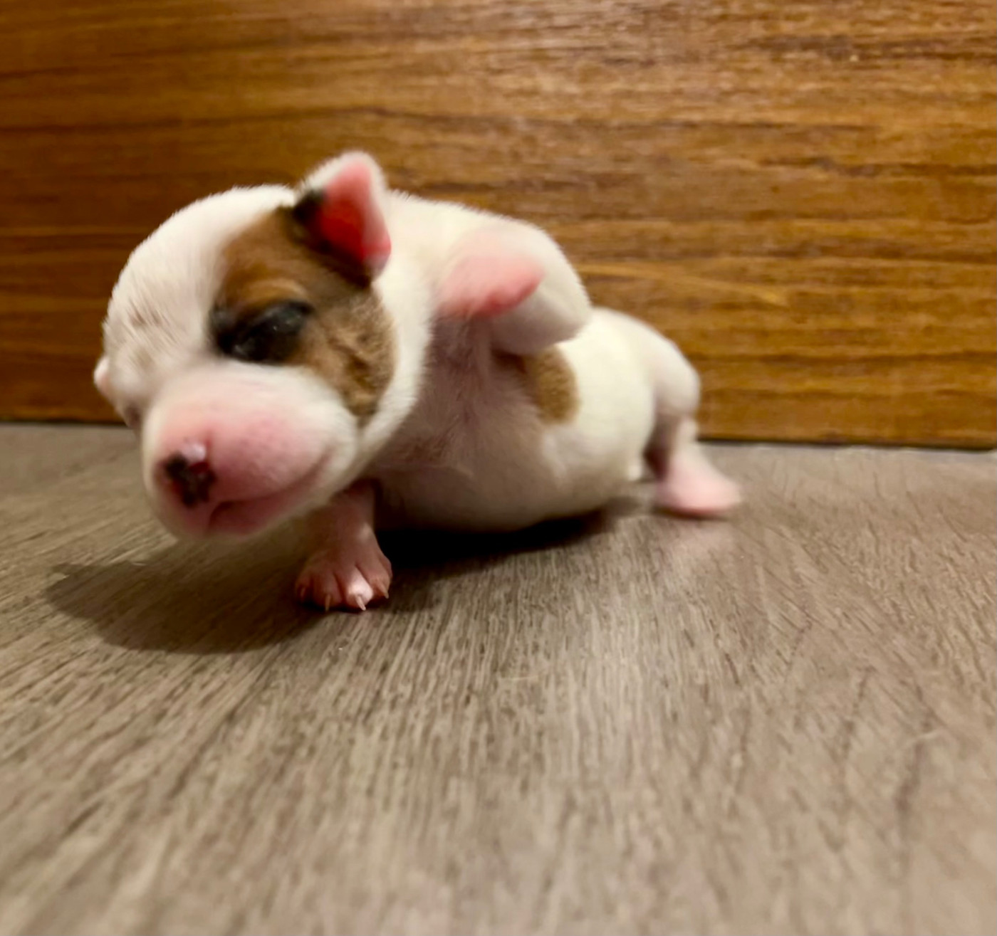 Guardian Angel Of Siddick - Chiots disponibles - Staffordshire Bull Terrier