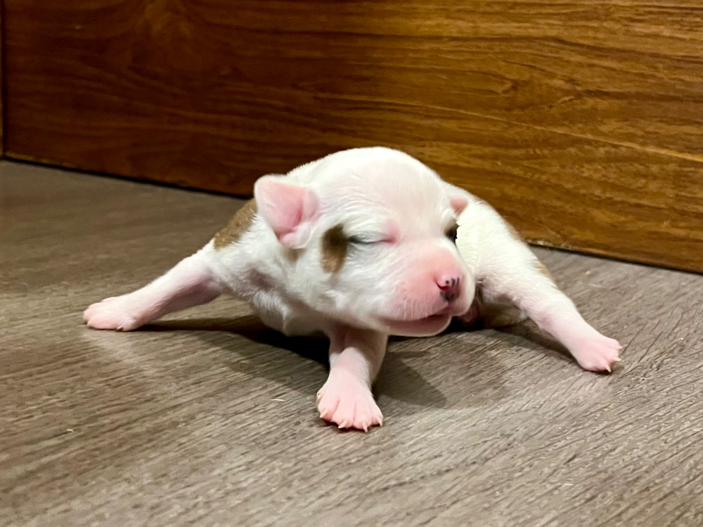 Guardian Angel Of Siddick - Chiots disponibles - Staffordshire Bull Terrier