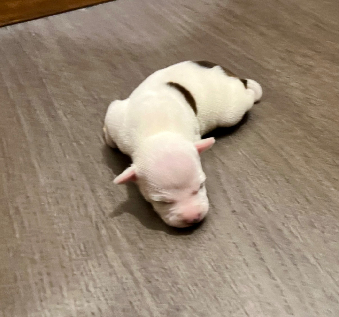 Guardian Angel Of Siddick - Chiots disponibles - Staffordshire Bull Terrier