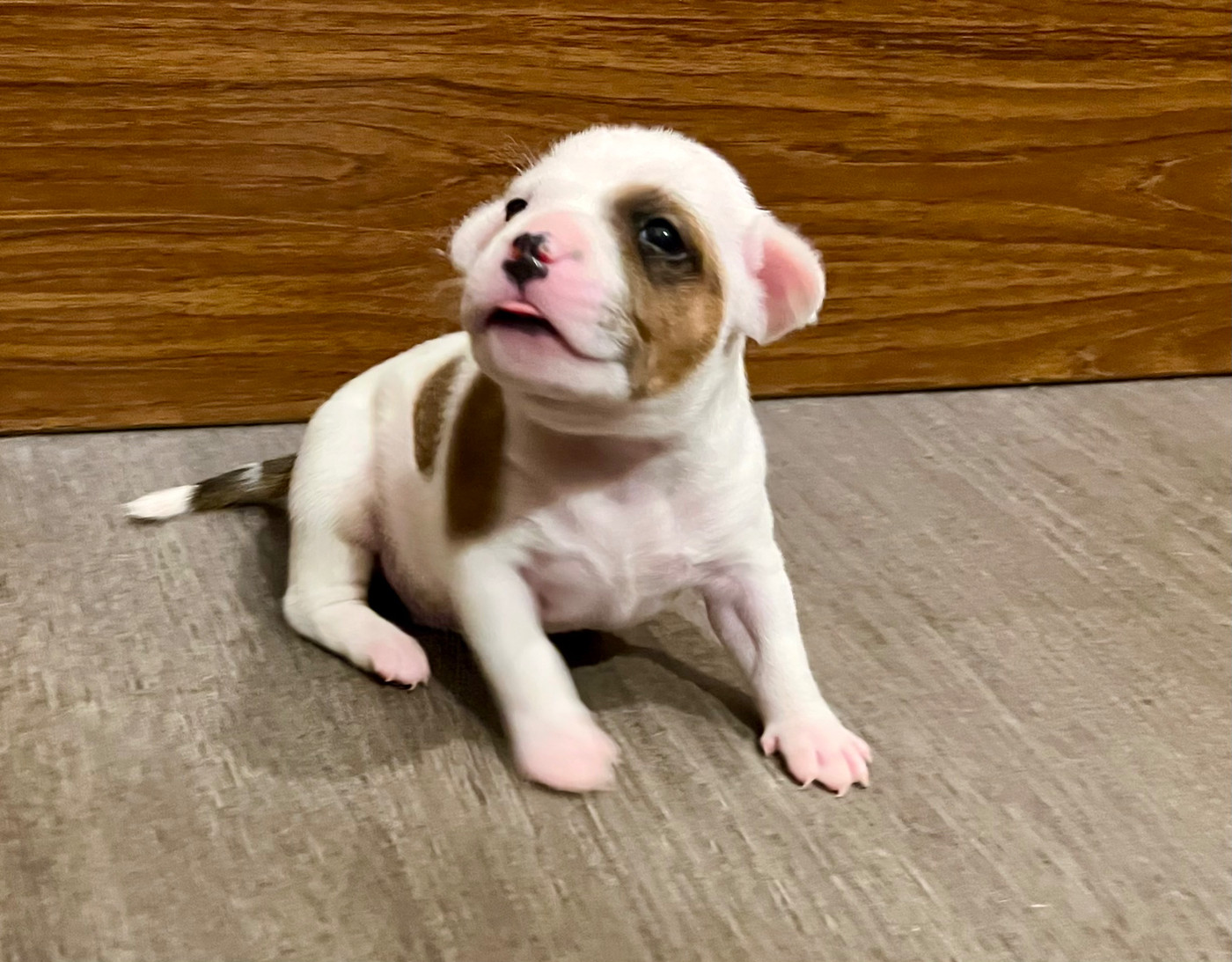 Guardian Angel Of Siddick - Chiots disponibles - Staffordshire Bull Terrier