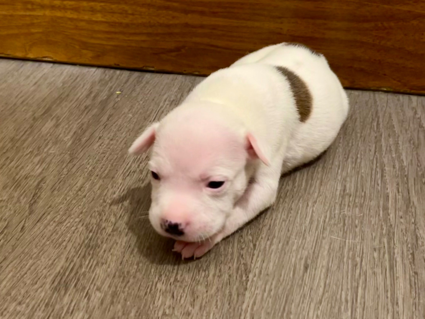 Guardian Angel Of Siddick - Chiots disponibles - Staffordshire Bull Terrier