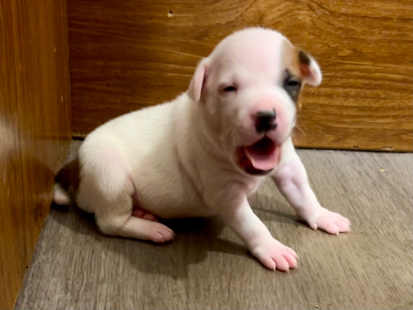 Guardian Angel Of Siddick - Chiots disponibles - Staffordshire Bull Terrier