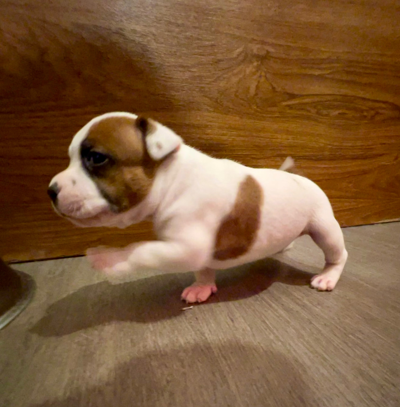 Guardian Angel Of Siddick - Chiots disponibles - Staffordshire Bull Terrier