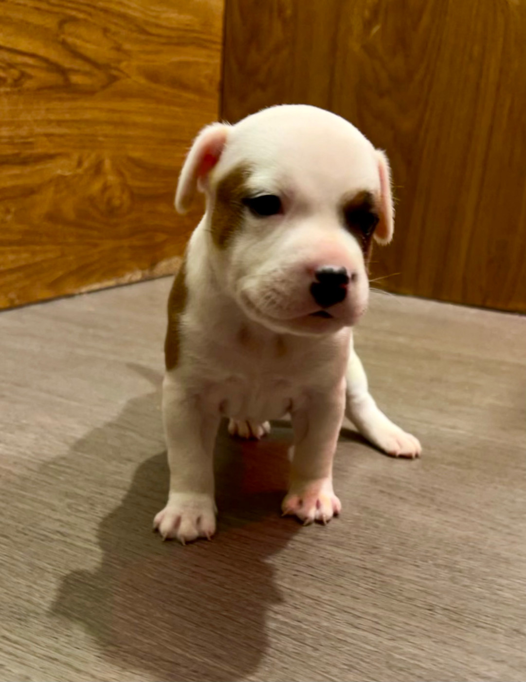 Guardian Angel Of Siddick - Chiots disponibles - Staffordshire Bull Terrier