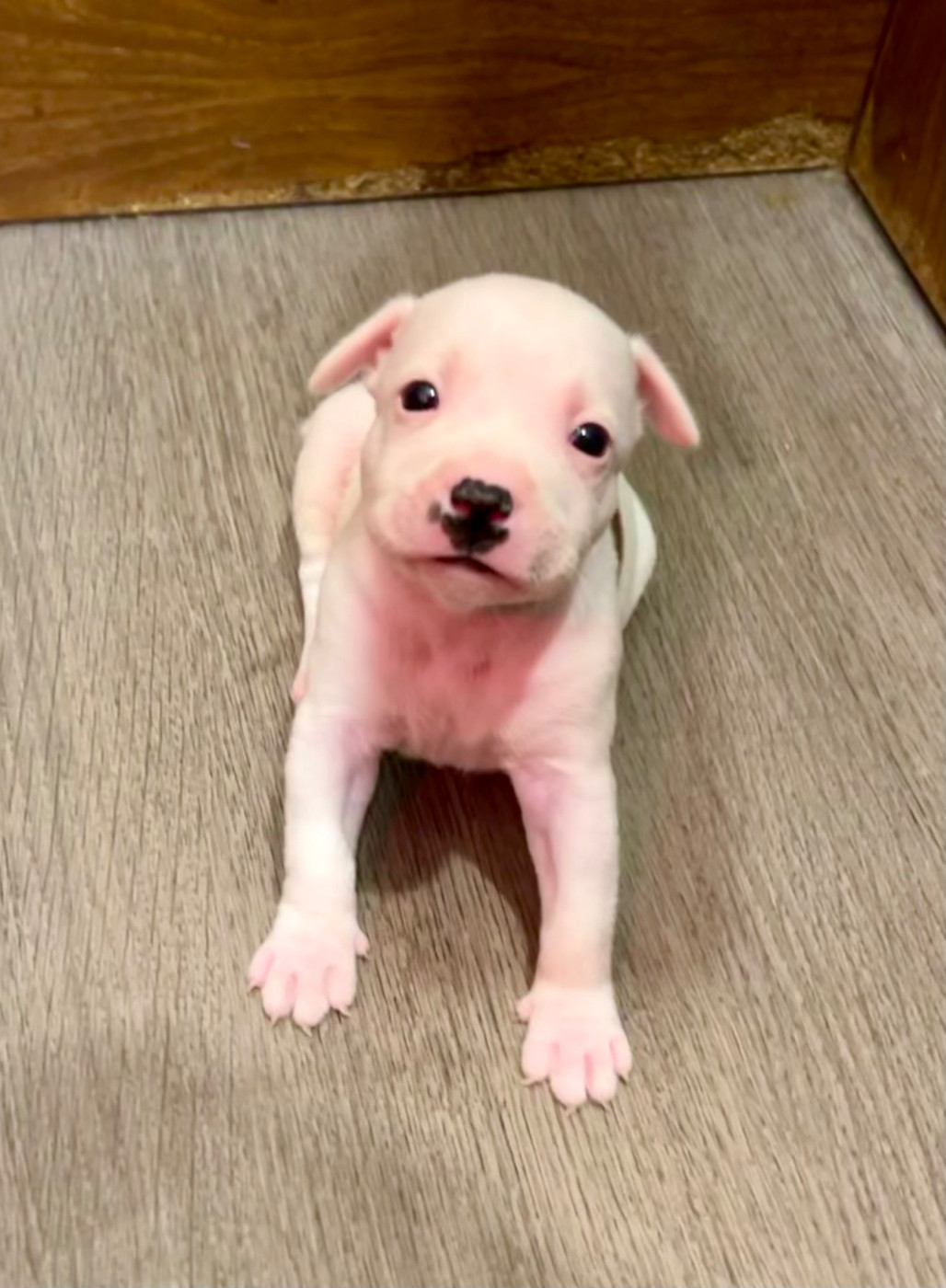 Guardian Angel Of Siddick - Chiots disponibles - Staffordshire Bull Terrier