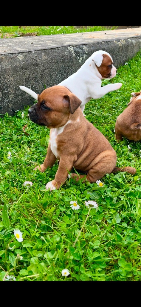 Guardian Angel Of Siddick - Chiots disponibles - Staffordshire Bull Terrier