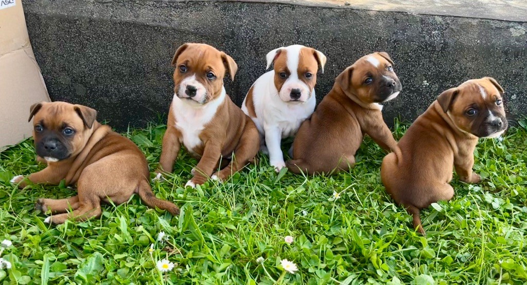 Chiot Staffordshire Bull Terrier Guardian Angel Of Siddick