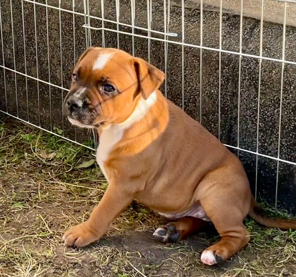 Guardian Angel Of Siddick - Chiots disponibles - Staffordshire Bull Terrier