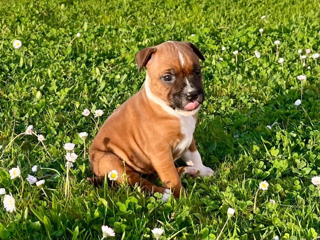 Guardian Angel Of Siddick - Chiots disponibles - Staffordshire Bull Terrier