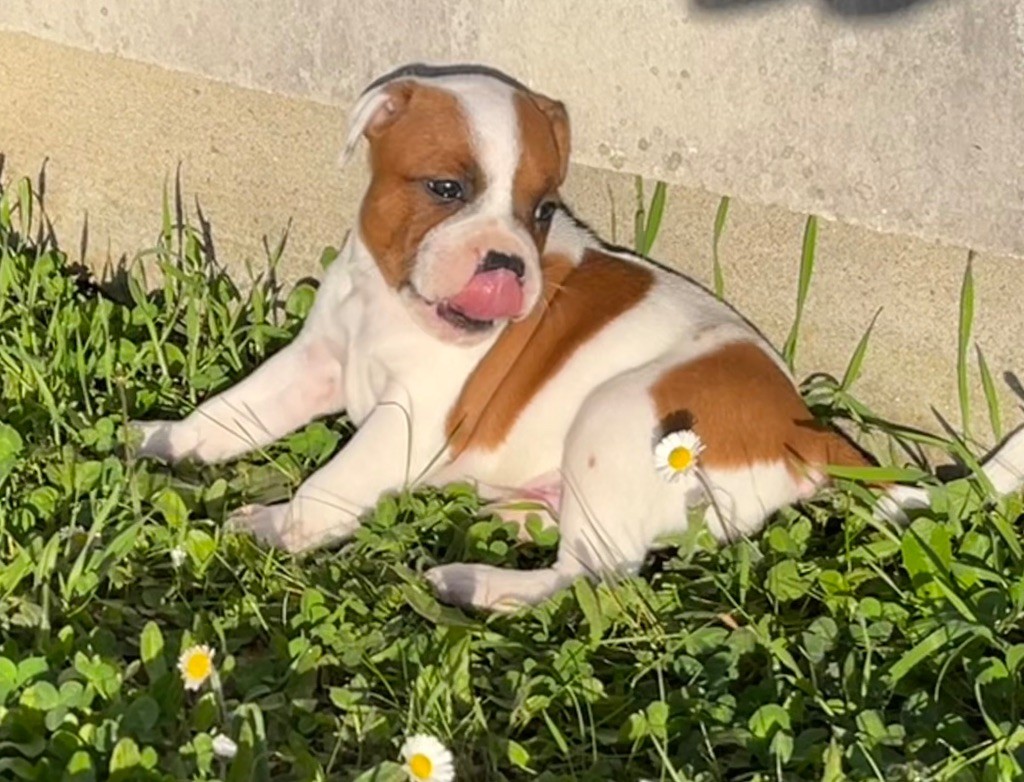 Guardian Angel Of Siddick - Chiots disponibles - Staffordshire Bull Terrier