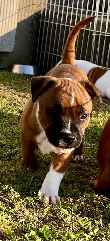 Guardian Angel Of Siddick - Chiots disponibles - Staffordshire Bull Terrier