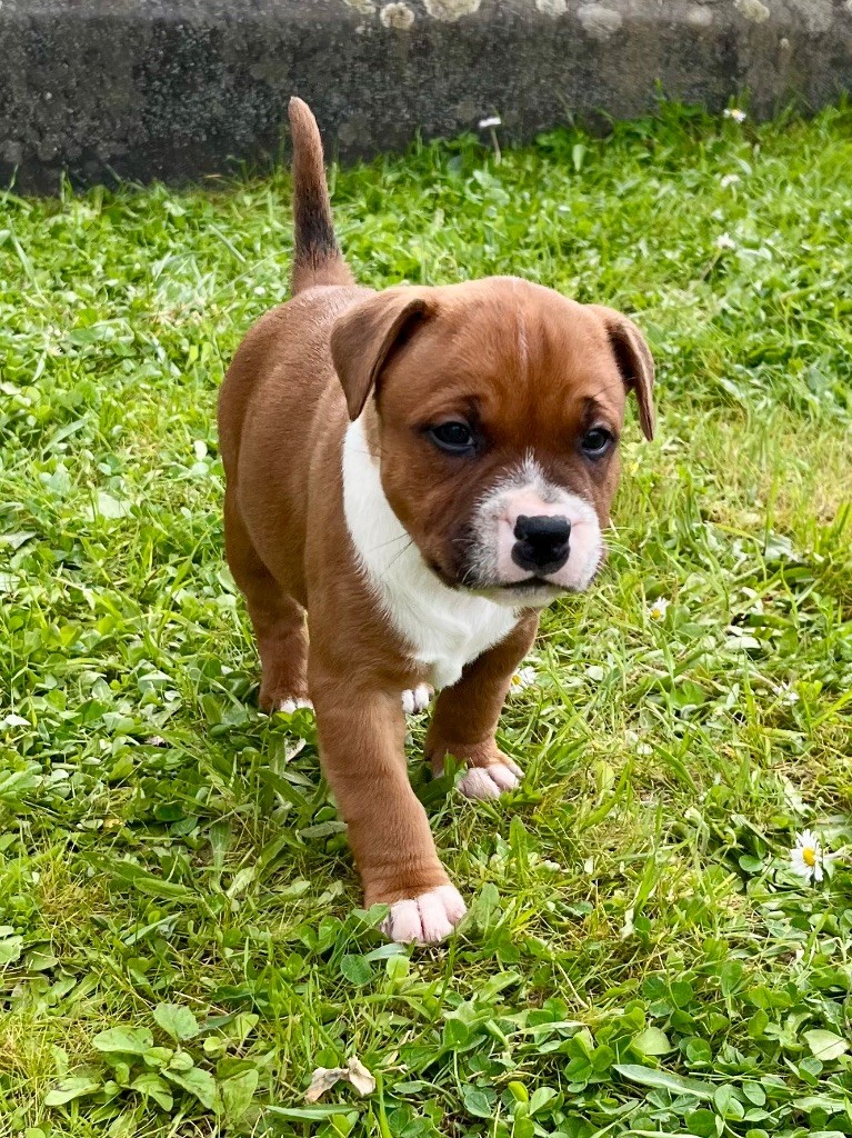 Guardian Angel Of Siddick - Chiots disponibles - Staffordshire Bull Terrier